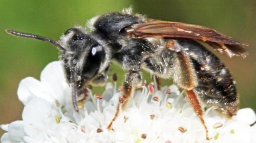 Andrena sp.